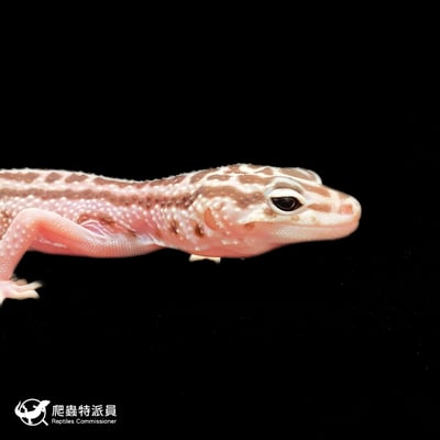 豹紋守宮．超雪（編號 286）4