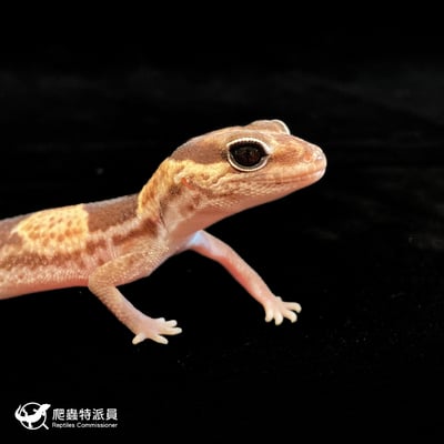 肥尾守宮．普肥 h 無紋（編號 188）4