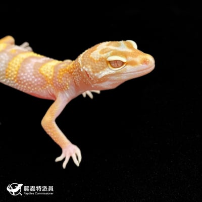 豹紋守宮．WY 川白（編號 376）4