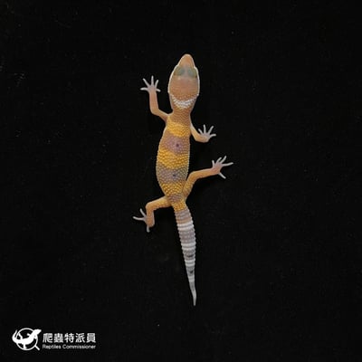 豹紋守宮．橘化（編號 132）2