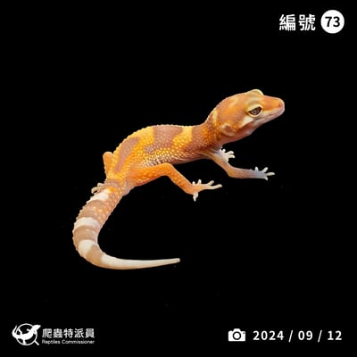 豹紋守宮．川普白化（編號 73）1