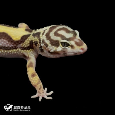 豹紋守宮．土匪（編號 310）4