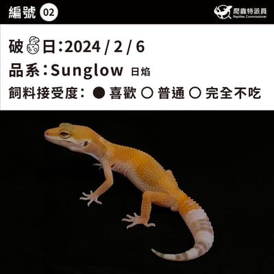 豹紋守宮．日焰（編號 2）3