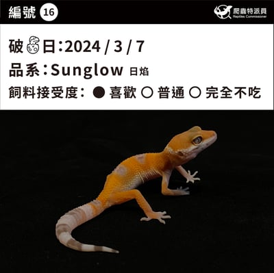 豹紋守宮．日焰（編號 16）3