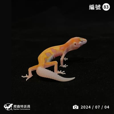 豹紋守宮．川白日蝕（編號 83）1