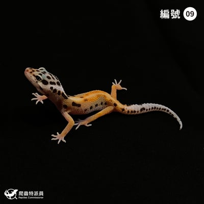 豹紋守宮．叢林（編號 9）1