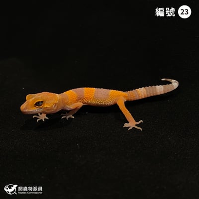 豹紋守宮．日焰（編號 23）1