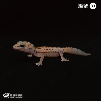 肥尾守宮．立可白無紋（編號 33）1