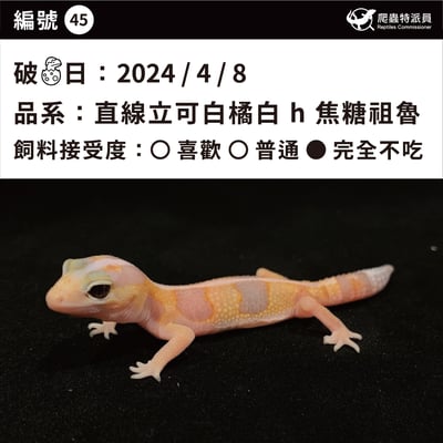 肥尾守宮．直線立可白橘白 h 焦糖祖魯（編號 45）3