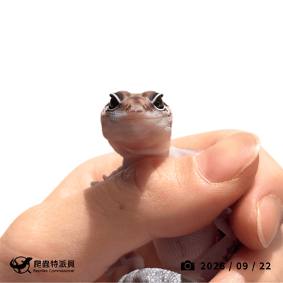 肥尾守宮．普肥（編號 486）2