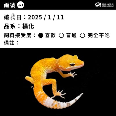 豹紋守宮．橘化（編號 371）3