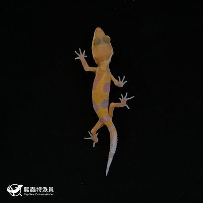豹紋守宮．川普橘白化（編號 123）2