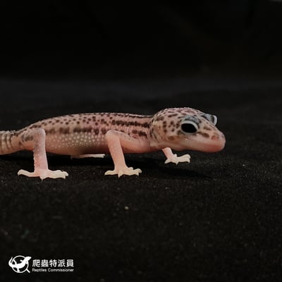 豹紋守宮．超雪（編號 61）3