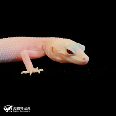 豹紋守宮．超級 RA（編號 51）4