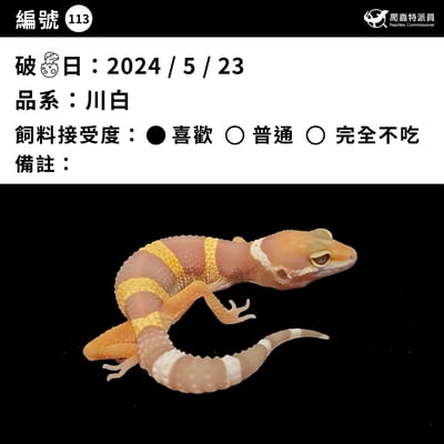 豹紋守宮．川普白化（編號 113）3