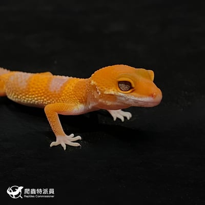 豹紋守宮．日焰（編號 91）4