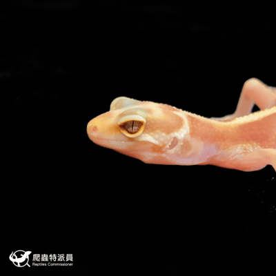 豹紋守宮．川白直線雪花（編號 55）5