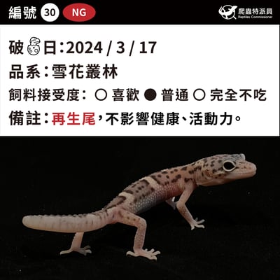 豹紋守宮．雪花叢林（編號 30）3