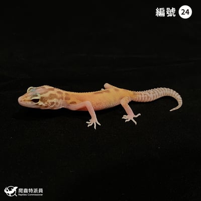 豹紋守宮．川白日蝕（編號 24）1