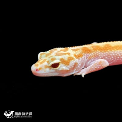 豹紋守宮．川白日蝕（編號 428）5