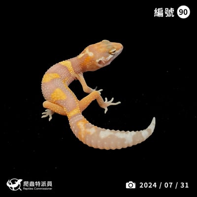 豹紋守宮．川普白化（編號 90）1