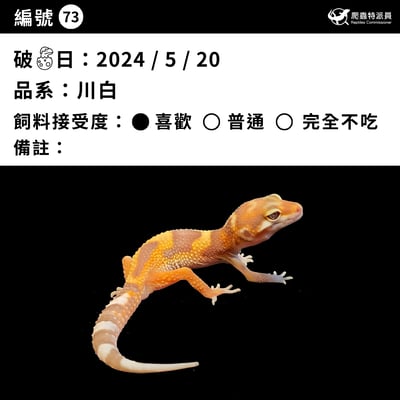 豹紋守宮．川普白化（編號 73）3