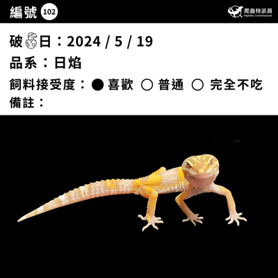 豹紋守宮．日焰（編號 102 ）3