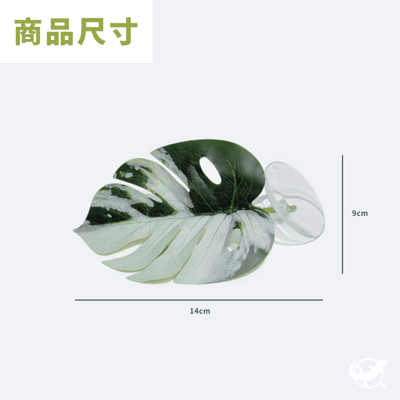 龜背葉吸盤造景4