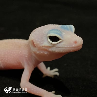 豹紋守宮．WY 雪花日蝕（編號 19）4