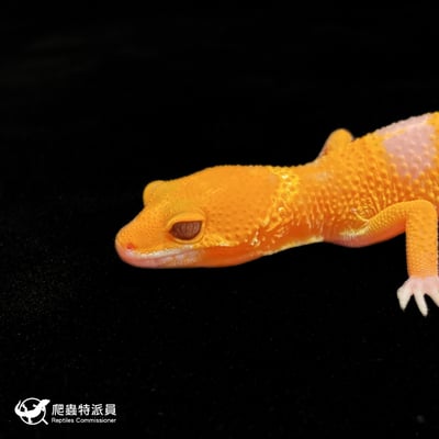 豹紋守宮．日焰（編號 346）5