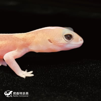 肥尾守宮．直線焦糖祖魯 h 橘白（編號 44）4