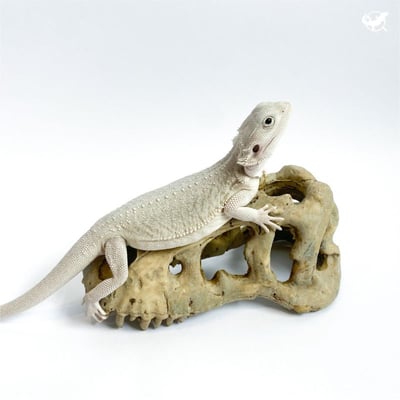 暴龍頭骨躲避屋3