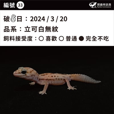 肥尾守宮．立可白無紋（編號 33）3