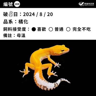 豹紋守宮．橘化（編號 269 ）3