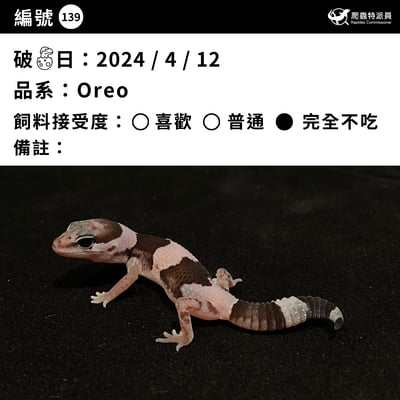肥尾守宮．Oreo（編號 139）3