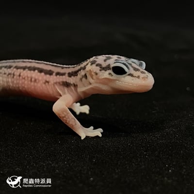 豹紋守宮．超雪（編號 57）3