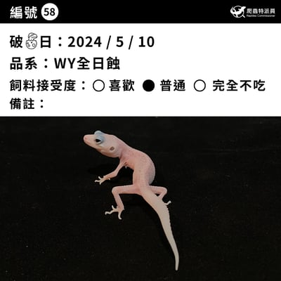 豹紋守宮．WY 全日蝕（編號 58）3