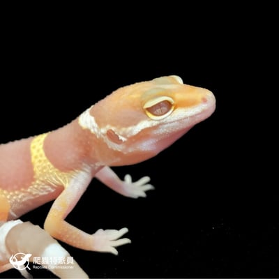 豹紋守宮．川普白化（編號 113）4