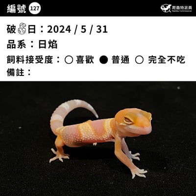 豹紋守宮．日焰（編號 127）3