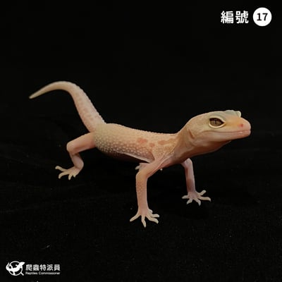 豹紋守宮．川白輕白化（編號 17）1