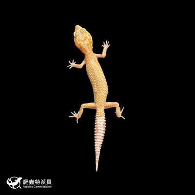 豹紋守宮．WY 彩虹川白（編號 393）2