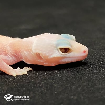 豹紋守宮．川白雪花輕白化（編號 21）4