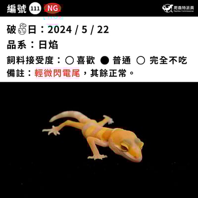 豹紋守宮．日焰（編號 111）3