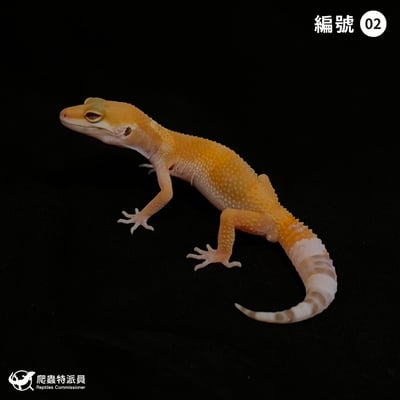 豹紋守宮．日焰（編號 2）1