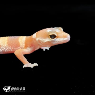 豹紋守宮．超級少斑橘化蘿蔔尾（編號 75）4