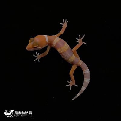 豹紋守宮．日焰（編號 127）2