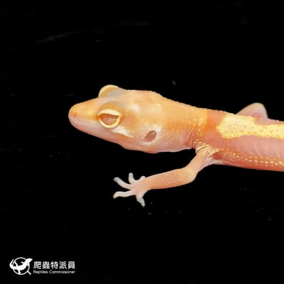 豹紋守宮．WY川白（編號 157）5