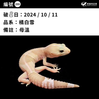 肥尾守宮．橘白雪（編號 255）3