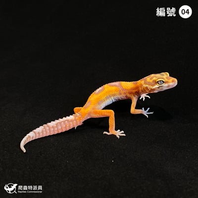 豹紋守宮．貝爾叢林（編號 4）1