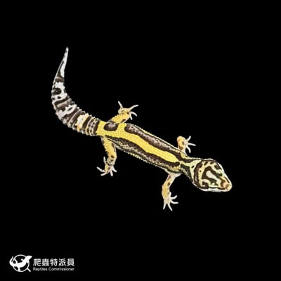 豹紋守宮．土匪（編號 311）2